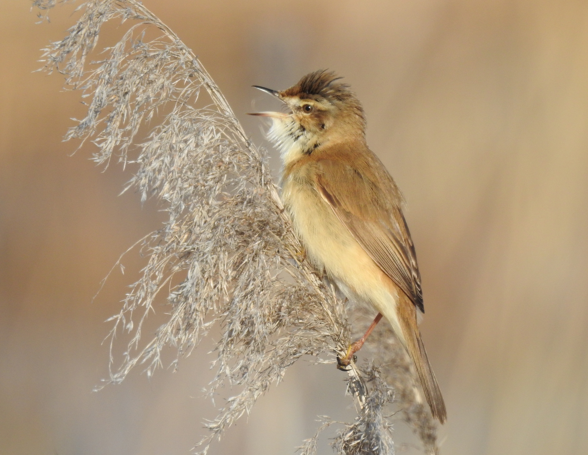 iNaturalist.org. Г. Исаков, Козловский р-н Чувашия, май 2024
