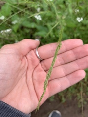 Limnodea arkansana
