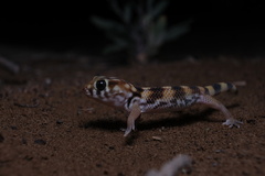 Frog-Eyed Gecko photo 4