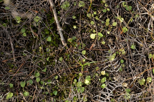Image of Viola lyallii by (c) Christopher Stephens, some rights reserved (CC BY-SA)