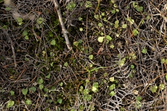 Viola lyallii, photograph (c) Christopher Stephens, some rights reserved (CC BY-SA)