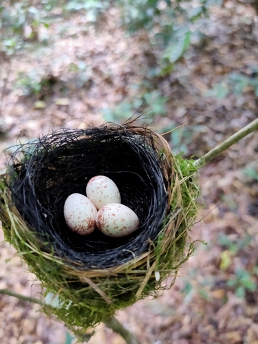Blyth's Paradise Flycatcher (Terpsiphone affinis), photo 6