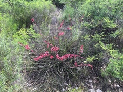 Hesperaloe parviflora