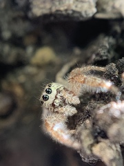 Metaphidippus siticulosus