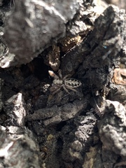 Metaphidippus siticulosus