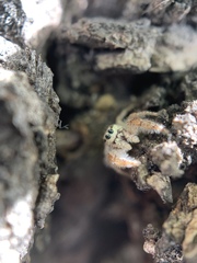 Metaphidippus siticulosus