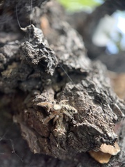 Metaphidippus siticulosus