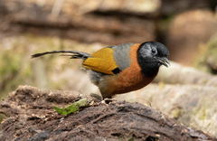 Collared Laughingthrush photo 5
