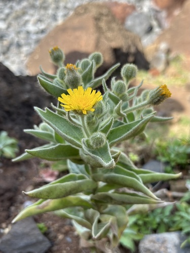 Andryala glandulosa