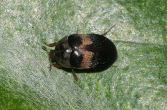 Attagenus fasciatus