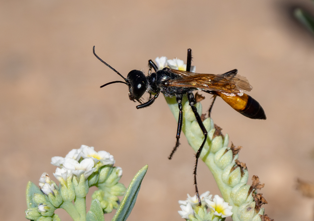 Tyde's Sand Wasp