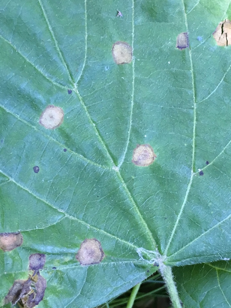 Physemocecis
