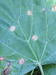 Physemocecis hartigi