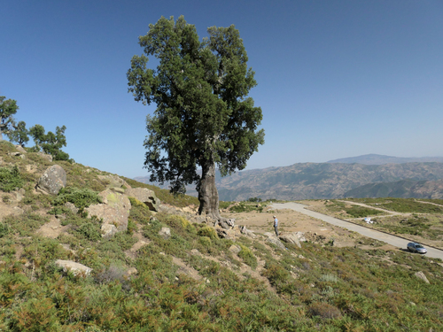 cork oak