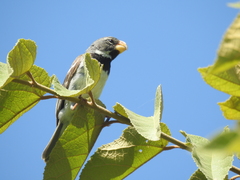 Sporophila peruviana