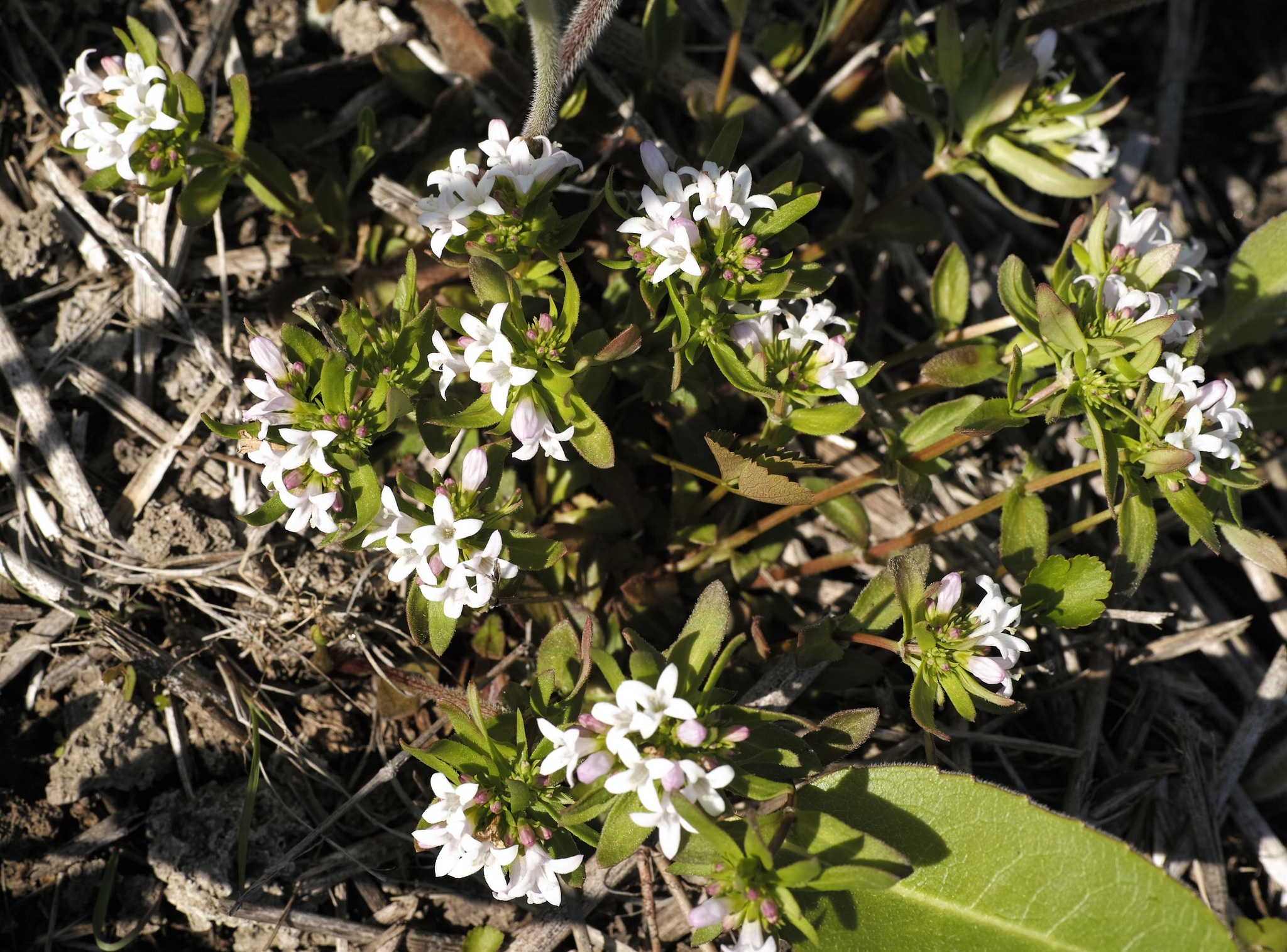 Houstonia canadensis