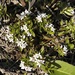 Houstonia canadensis - Photo (c) bendingtree, algunos derechos reservados (CC BY-NC), subido por bendingtree