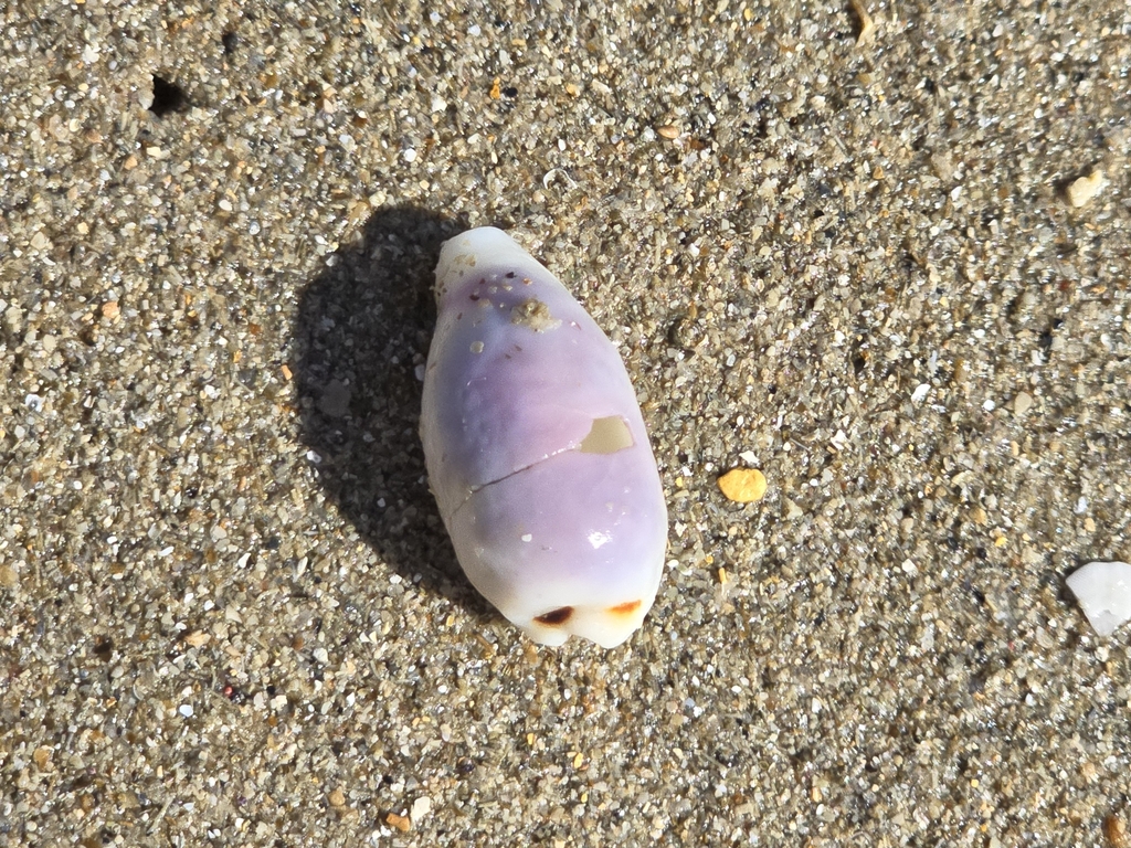 four-spotted cowrie