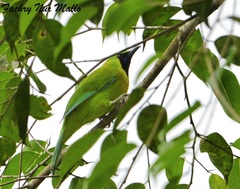 Blue-Winged Leafbird photo 4