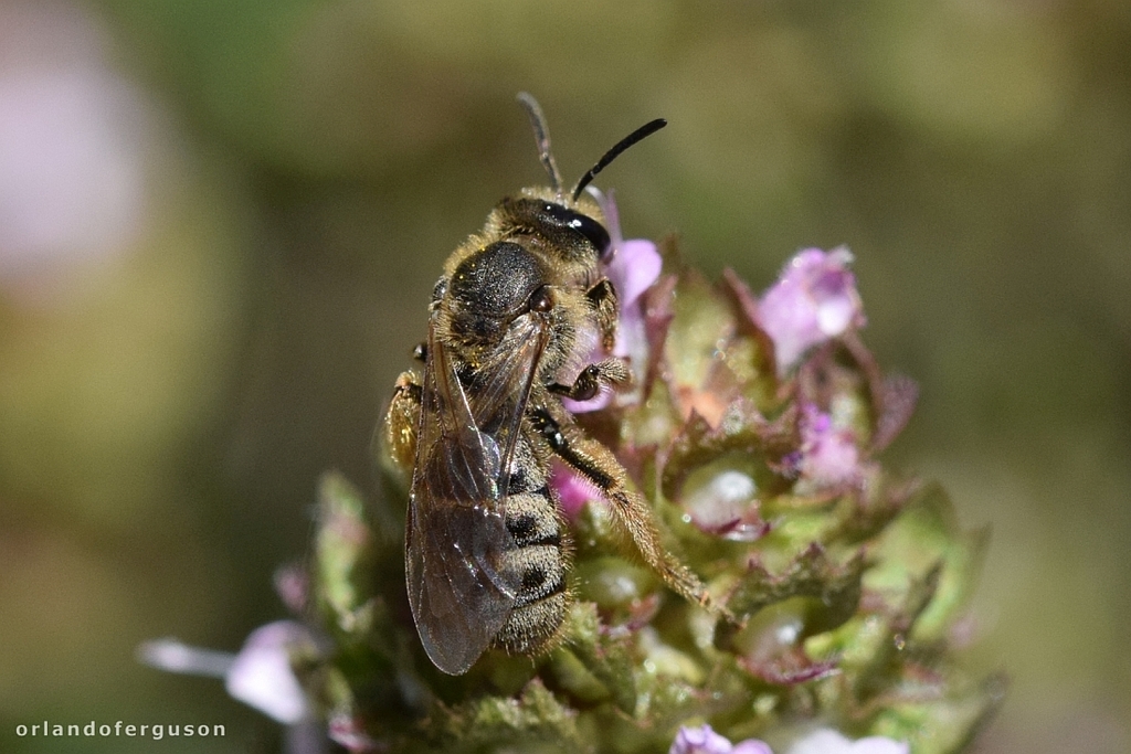 Grey-tailed Furrow Bee