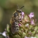Grey-tailed Furrow Bee - Photo (c) Urs Taeger, some rights reserved (CC BY-NC-ND), uploaded by Urs Taeger