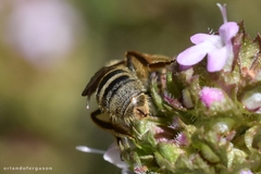 Lasioglossum prasinum