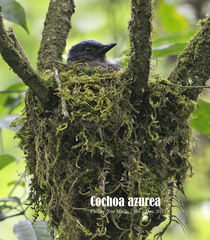 Javan Cochoa photo 3