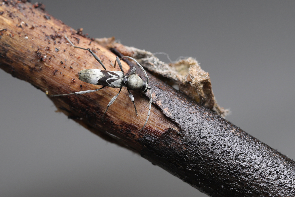Demonax simillimus