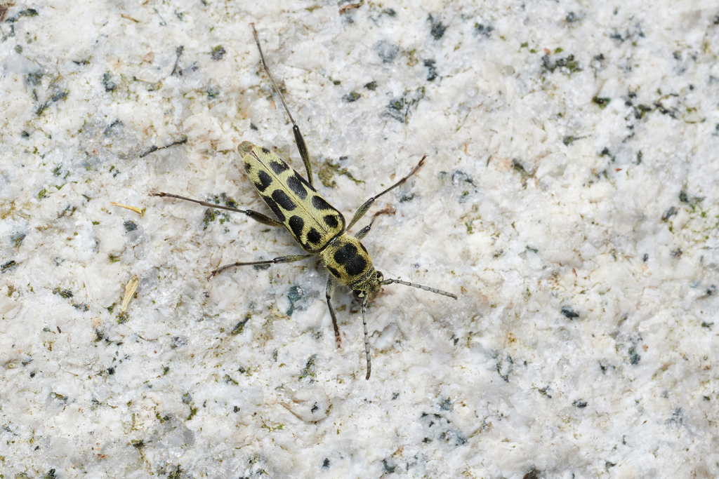 Perissus multifenestratus