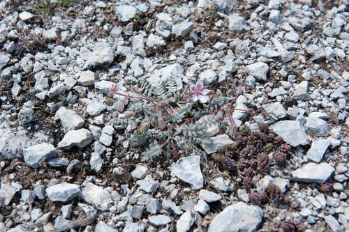 Erodium astragaloides
