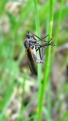 Empis tessellata