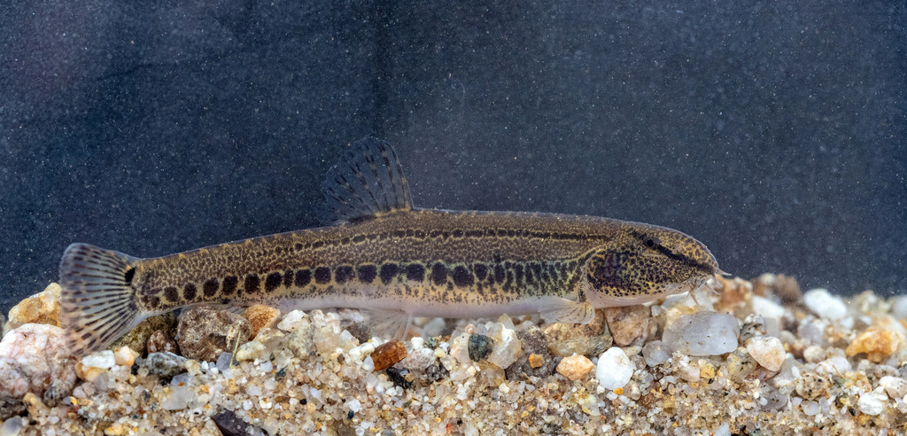 Vardar spined loach (Cobitis vardarensis) — Cobitidae