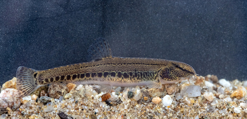 Vardar spined loach (Cobitis vardarensis) — Cobitidae