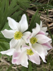 Anemonastrum fasciculatum