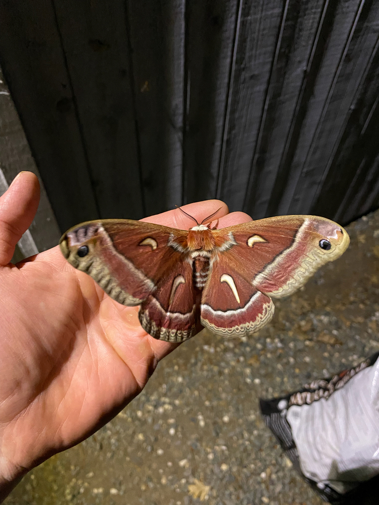 Ceanothus Silk Moth from Nevada City on May 15, 2024 at 01:33 AM by ...