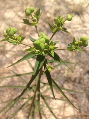 Euphorbia floridana
