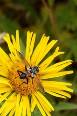 Cylindromyia brassicaria