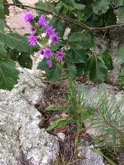Liatris novae-angliae
