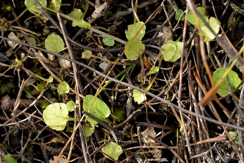 Image of Viola lyallii by (c) Christopher Stephens, some rights reserved (CC BY-SA)