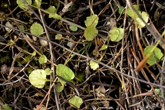 Viola lyallii, photograph (c) Christopher Stephens, some rights reserved (CC BY-SA)