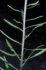 Liatris novae-angliae