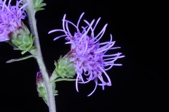 Liatris novae-angliae