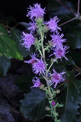 Liatris novae-angliae