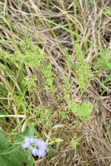 Helichrysum petiolare