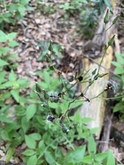 Lactuca floridana
