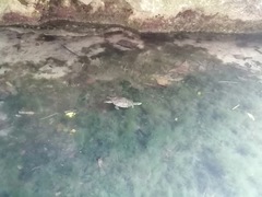 Trachemys venusta iversoni