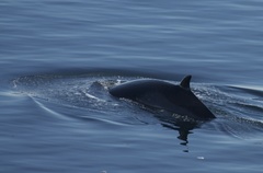 Balaenoptera