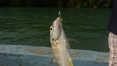 Caranx caninus