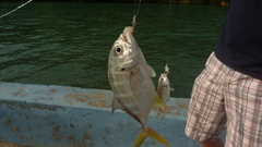 Caranx caninus