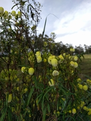 Calceolaria hyssopifolia